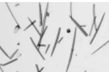 Market spicules under the microscope