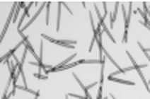 Our spicules under the microscope