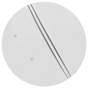 Our spicules at 40x