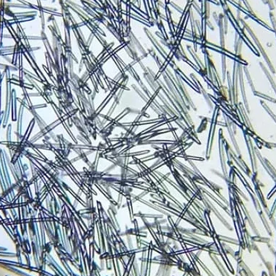 99% TOP sponge spicules under the microscope